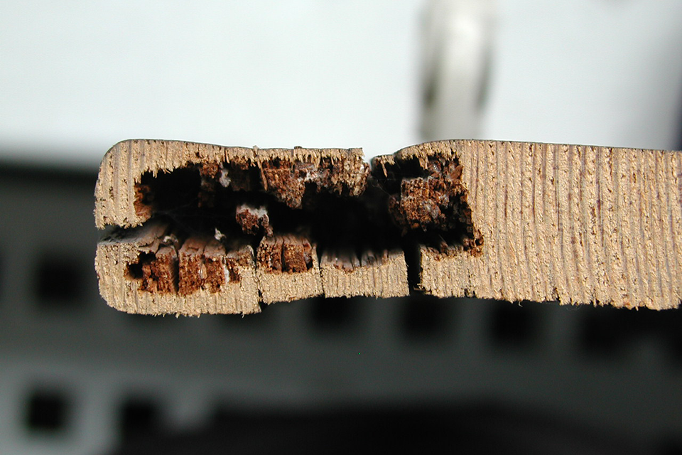 Head end of a wooden board with visible internal rot.