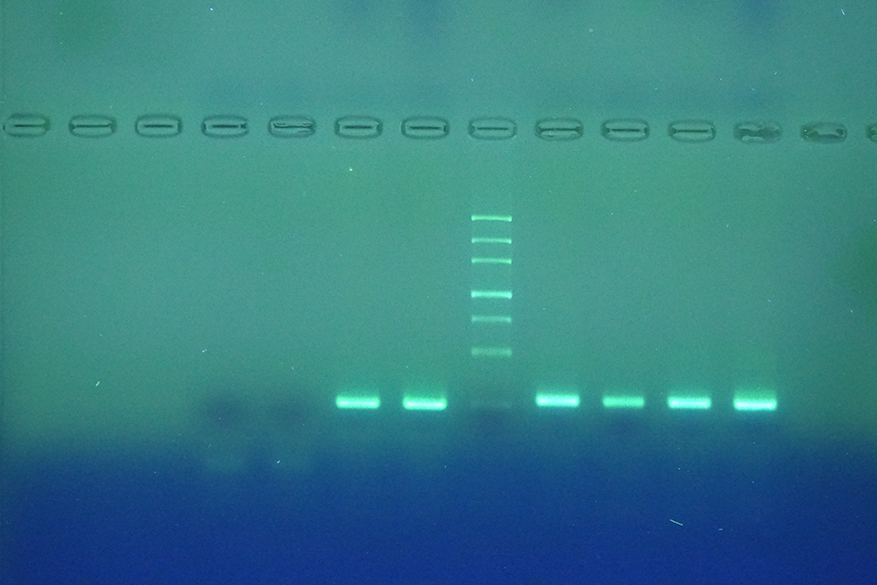 Blue-green display in the molecular biology laboratory.