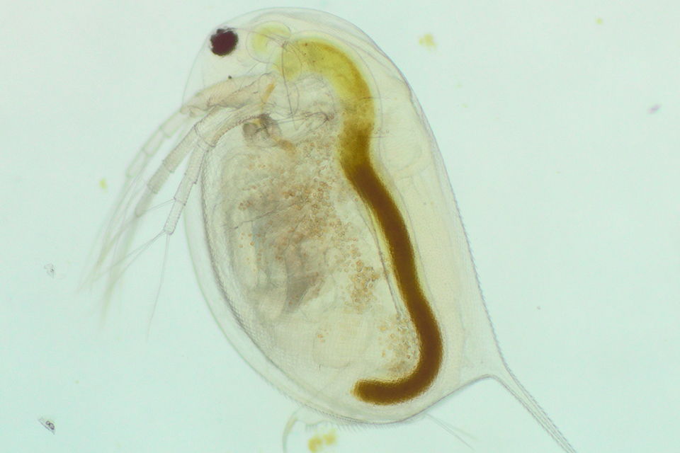 Microscopic image of a small crab.